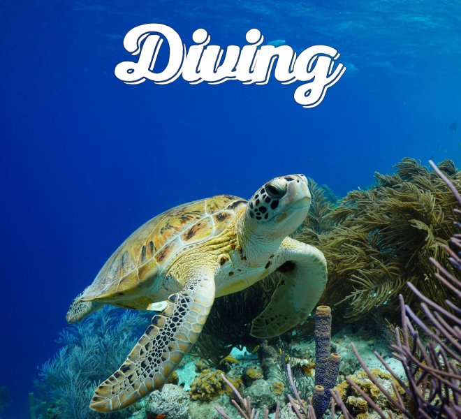 Green Sea Turtle swimming along tropical reef
